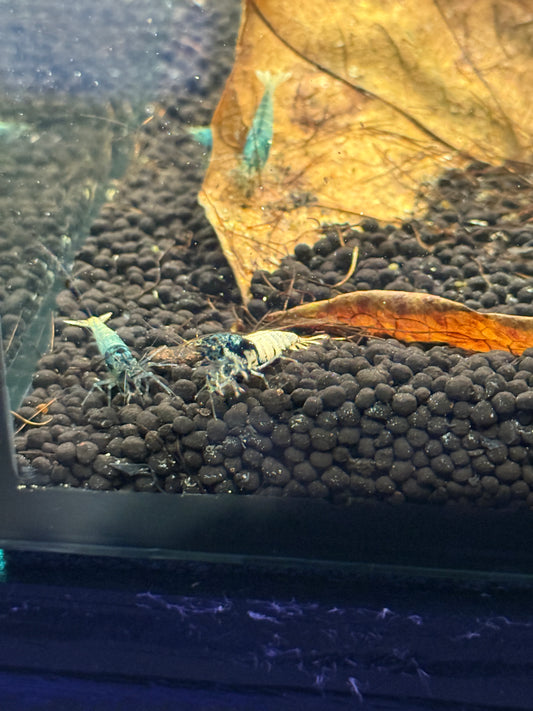 Blue bolt Shrimp Caridina cantonensis