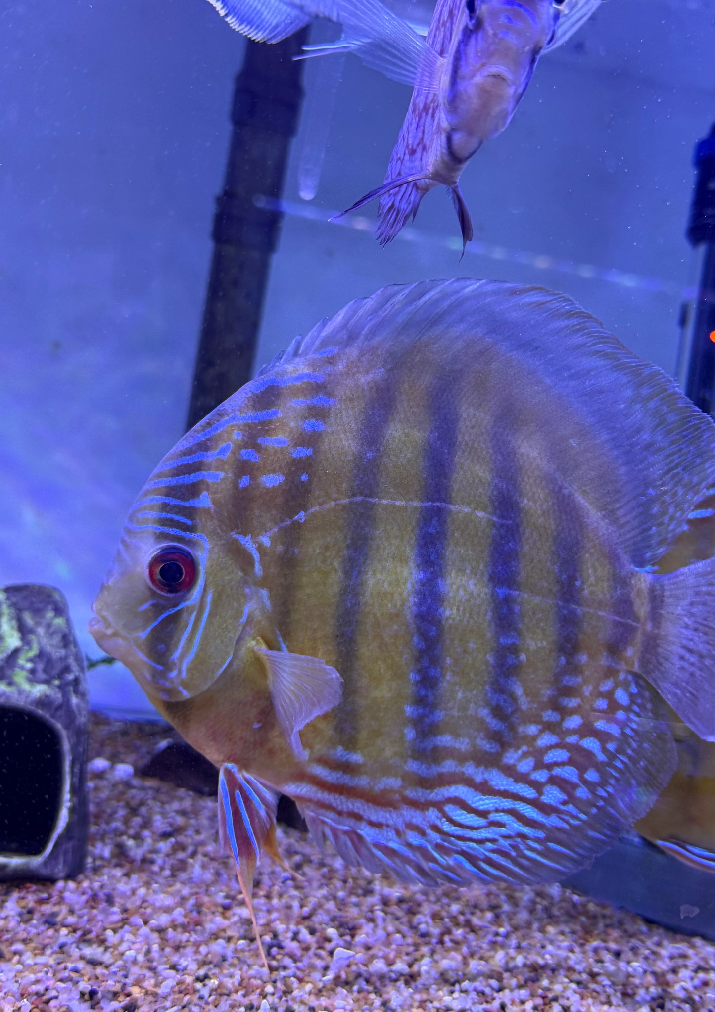 Super Rare! Brazil Wild Semi Royal Red Nhamunda Discus