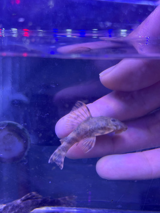 Clown Pleco L??? (Panaque SP)