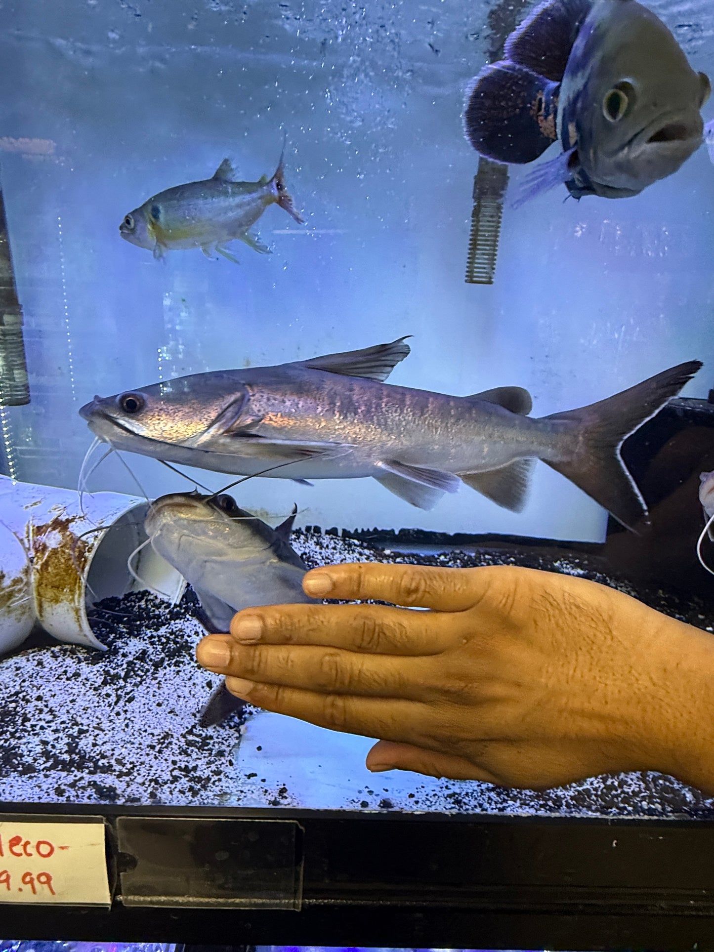Papuan Shark Catfish (Neoarius graeffei)