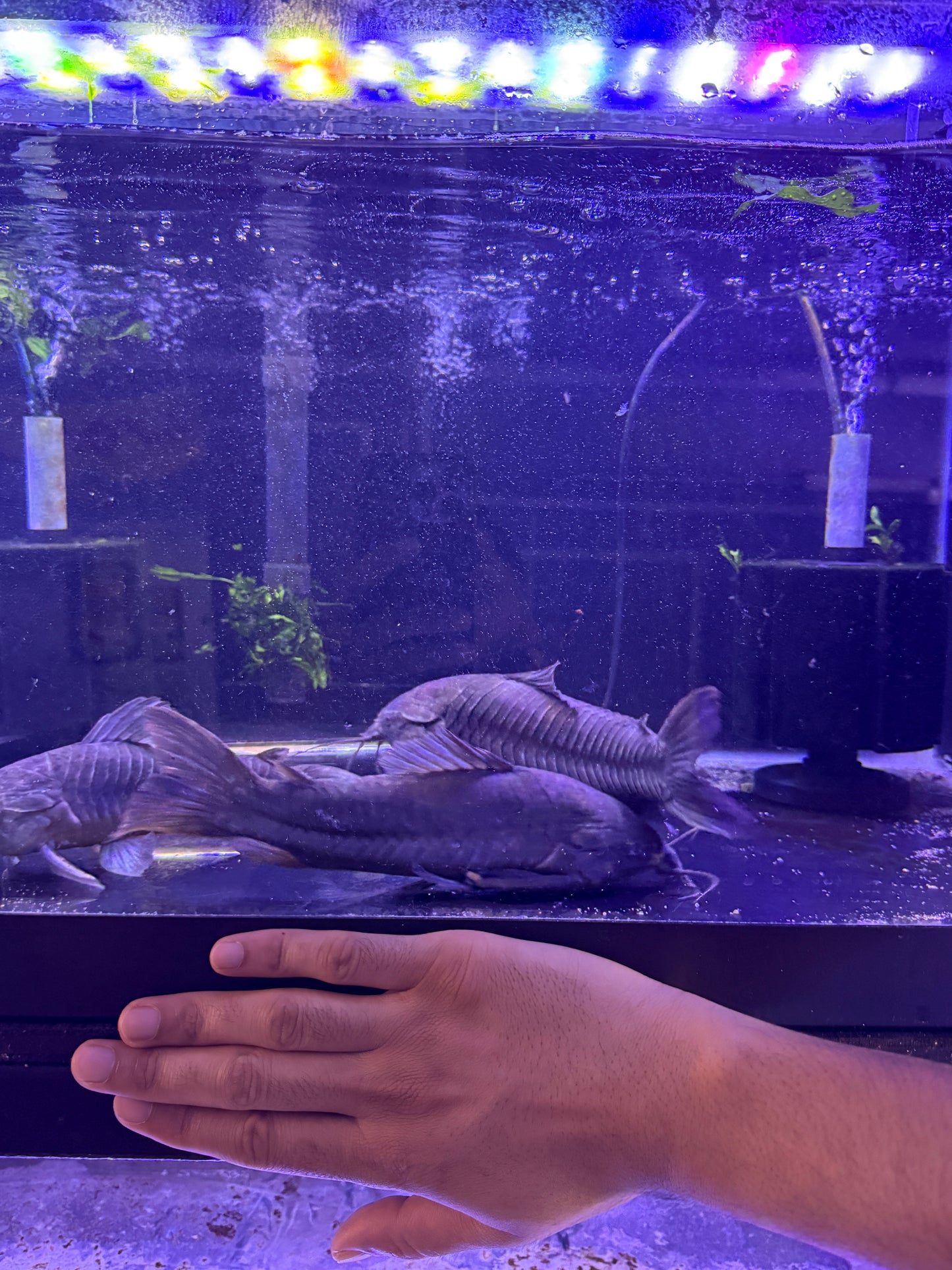 Jumbo Hoplo Catfish (Hoplosternum Littorale)