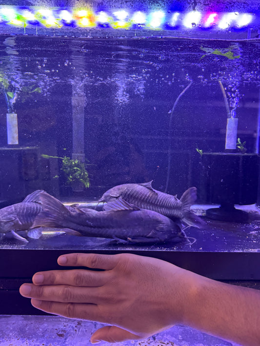 Jumbo Hoplo Catfish (Hoplosternum Littorale)