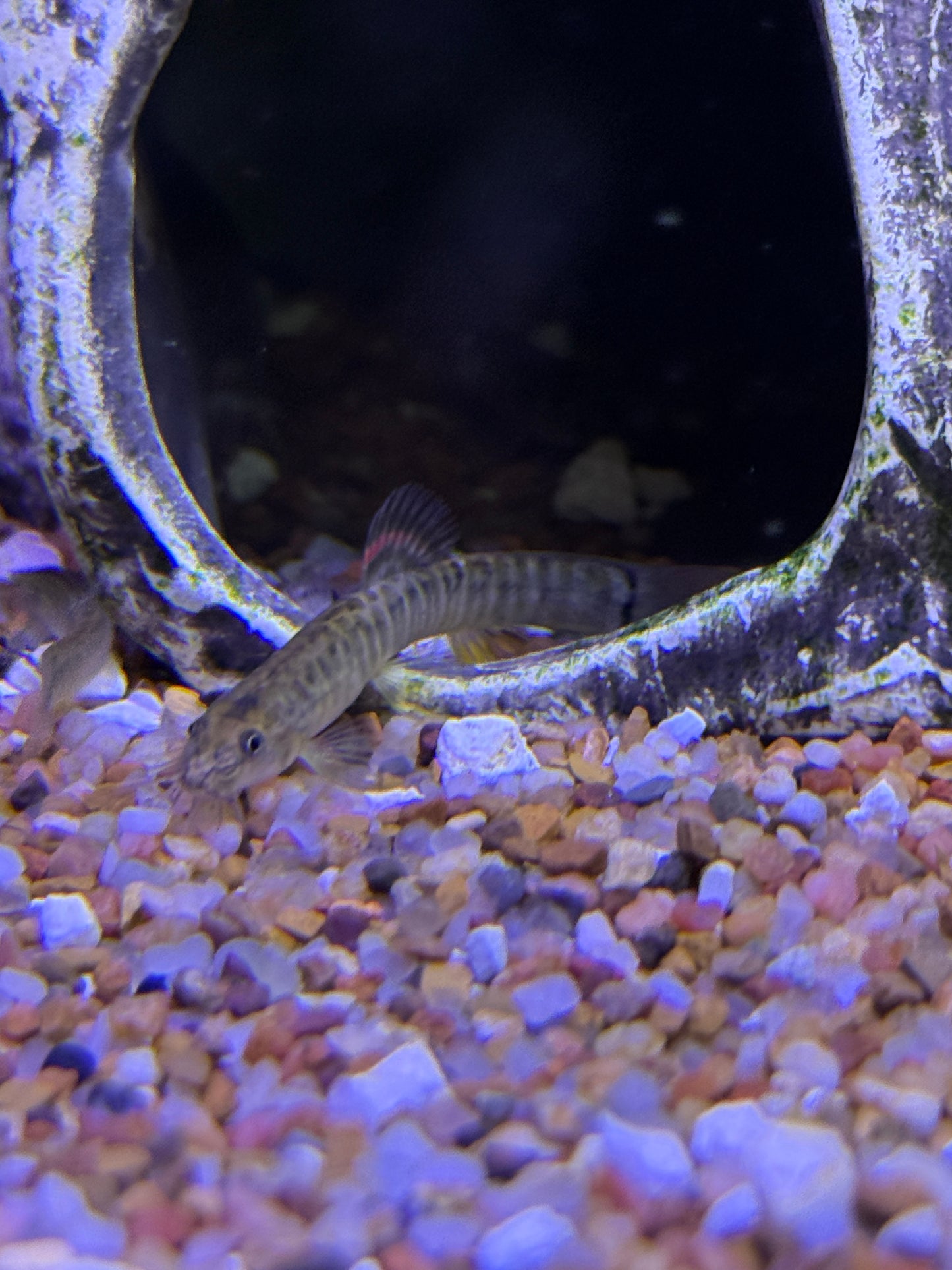 Crimson Loach /Schistura sp