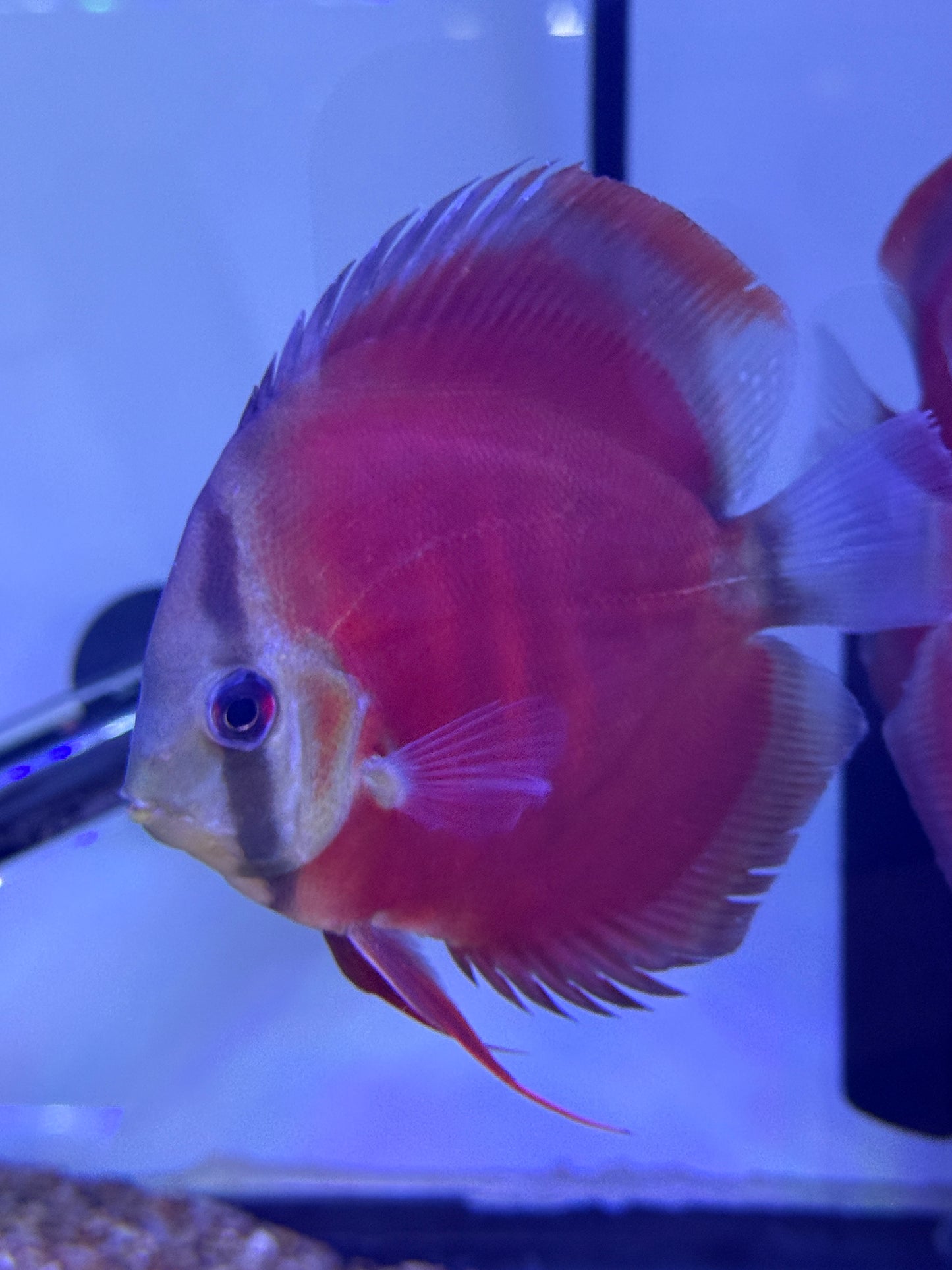 Red Cover Discus