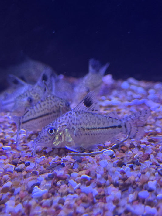 Corydoras Agassizii Peru