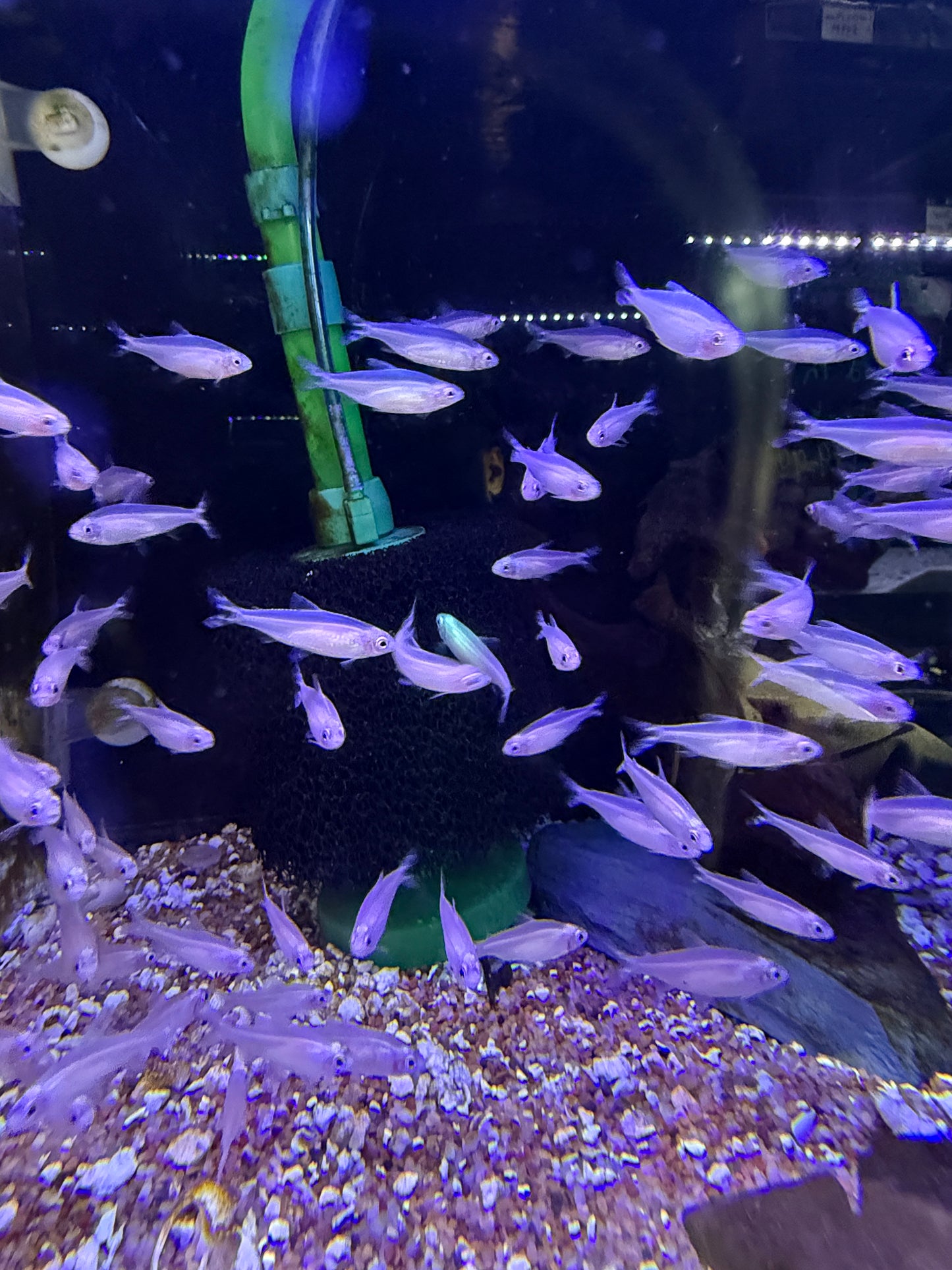 Golden Rummy-nose tetra (Hemigrammus rhodostomus)o