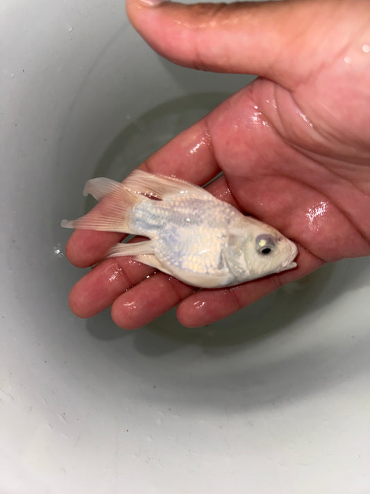 Platinum SHORT BODY BUTTERFLY Koi (CYPRINUS RUBROFUSCUS)