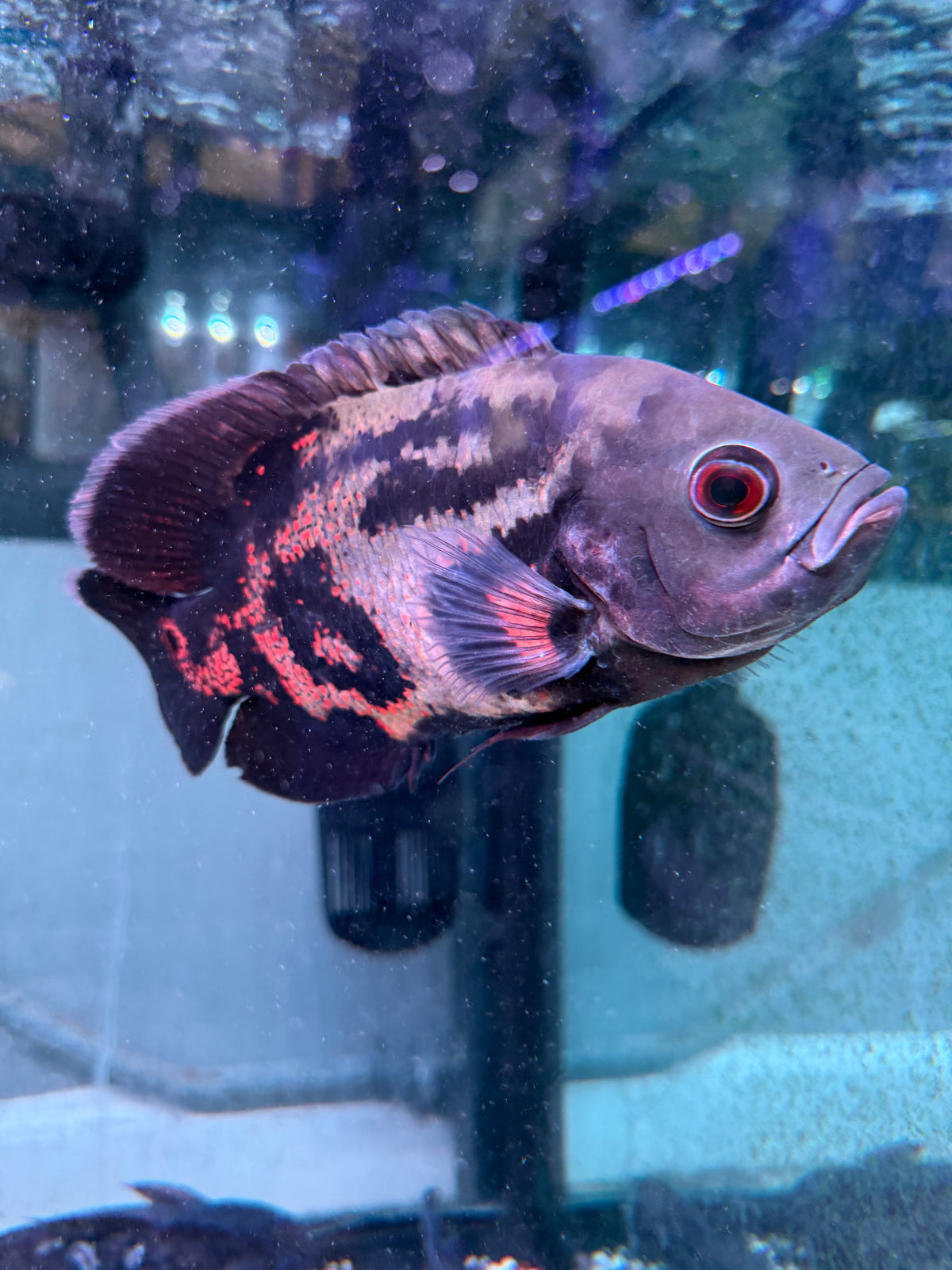 Lots of big Guys avail ! Tiger Oscar Astronotus ocellatus