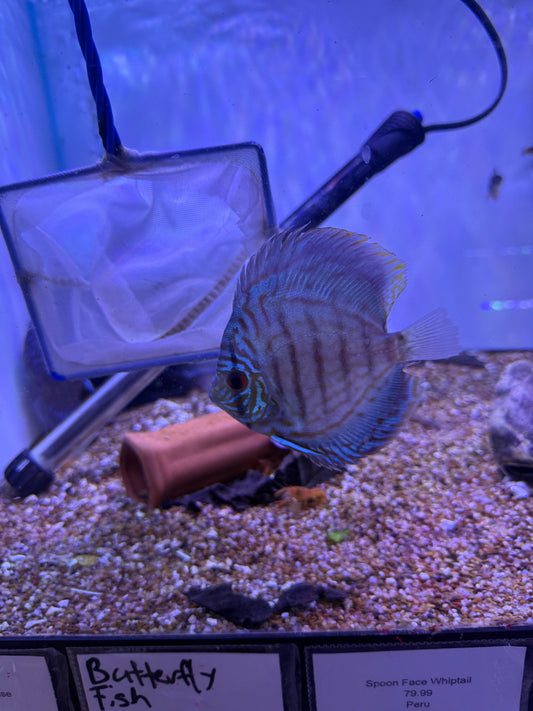 Blue Tiger turquoise Discus