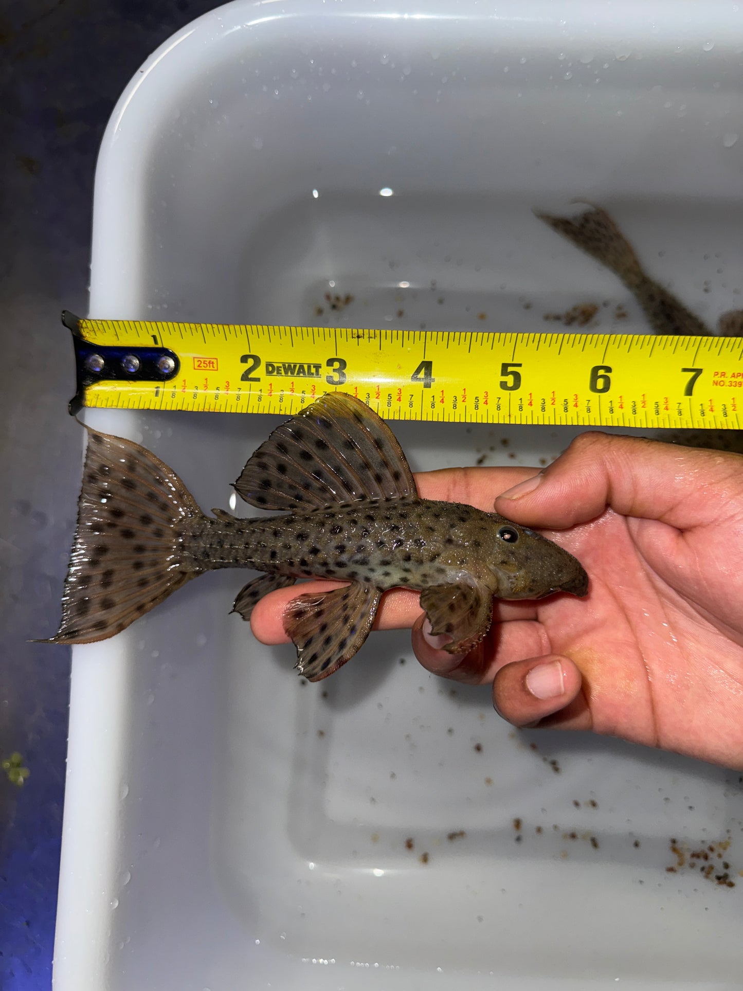 L160 /L096 Spiny Monster Pleco (Pseudacanthicus spinosus)