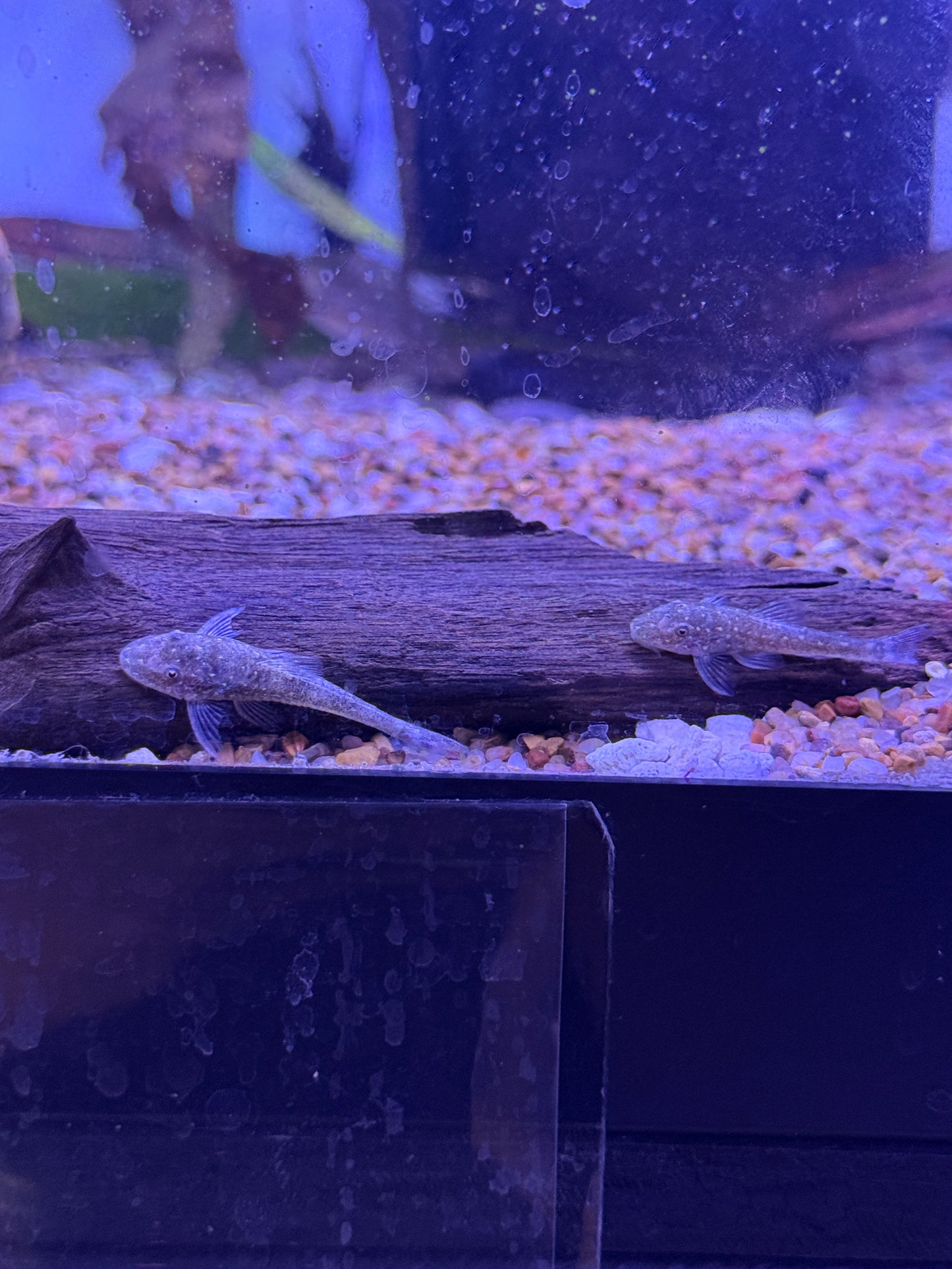 Galaxy Otocinlus (Parotocinclus haroldoi) Golden Galaxy Oto