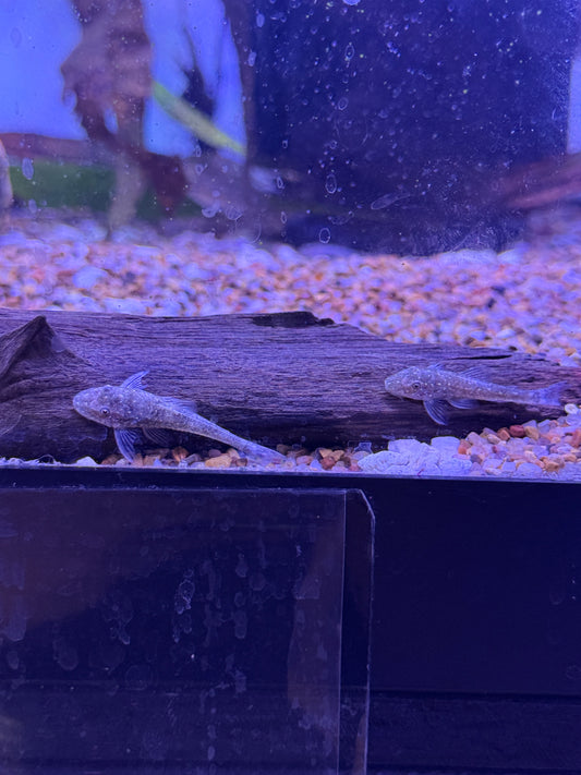 Galaxy Otocinlus (Parotocinclus haroldoi) Golden Galaxy Oto