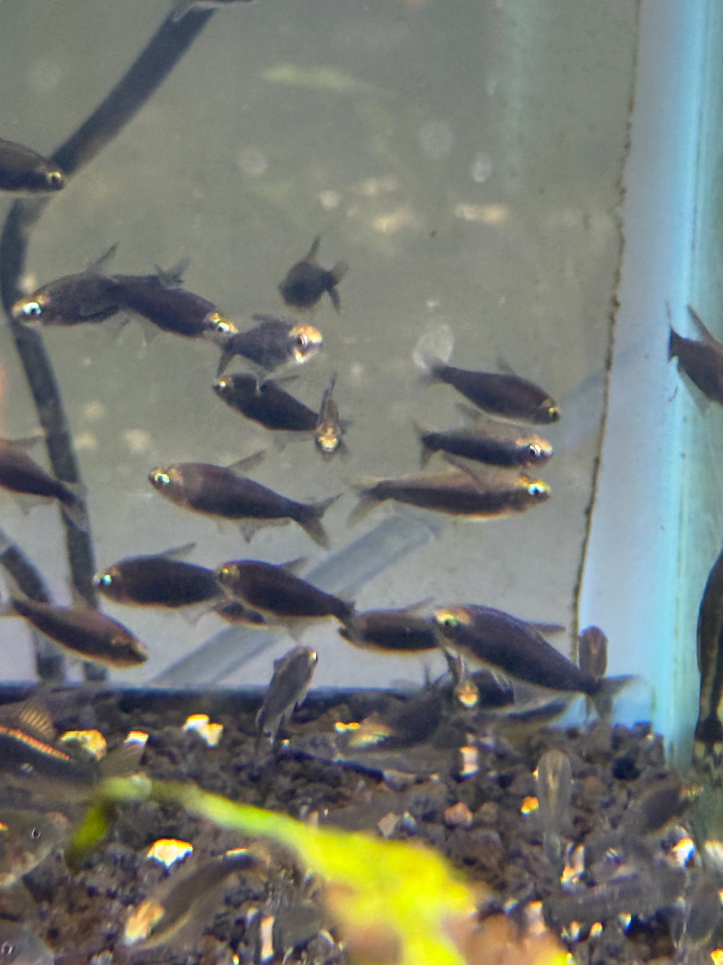 Black Emperor Tetra (Nematobrycon palmeri var. "Amphiloxus Black") - Tank-Bred!