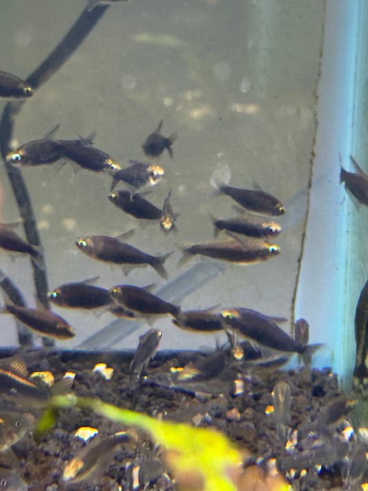 Black Emperor Tetra (Nematobrycon palmeri var. "Amphiloxus Black") - Tank-Bred!