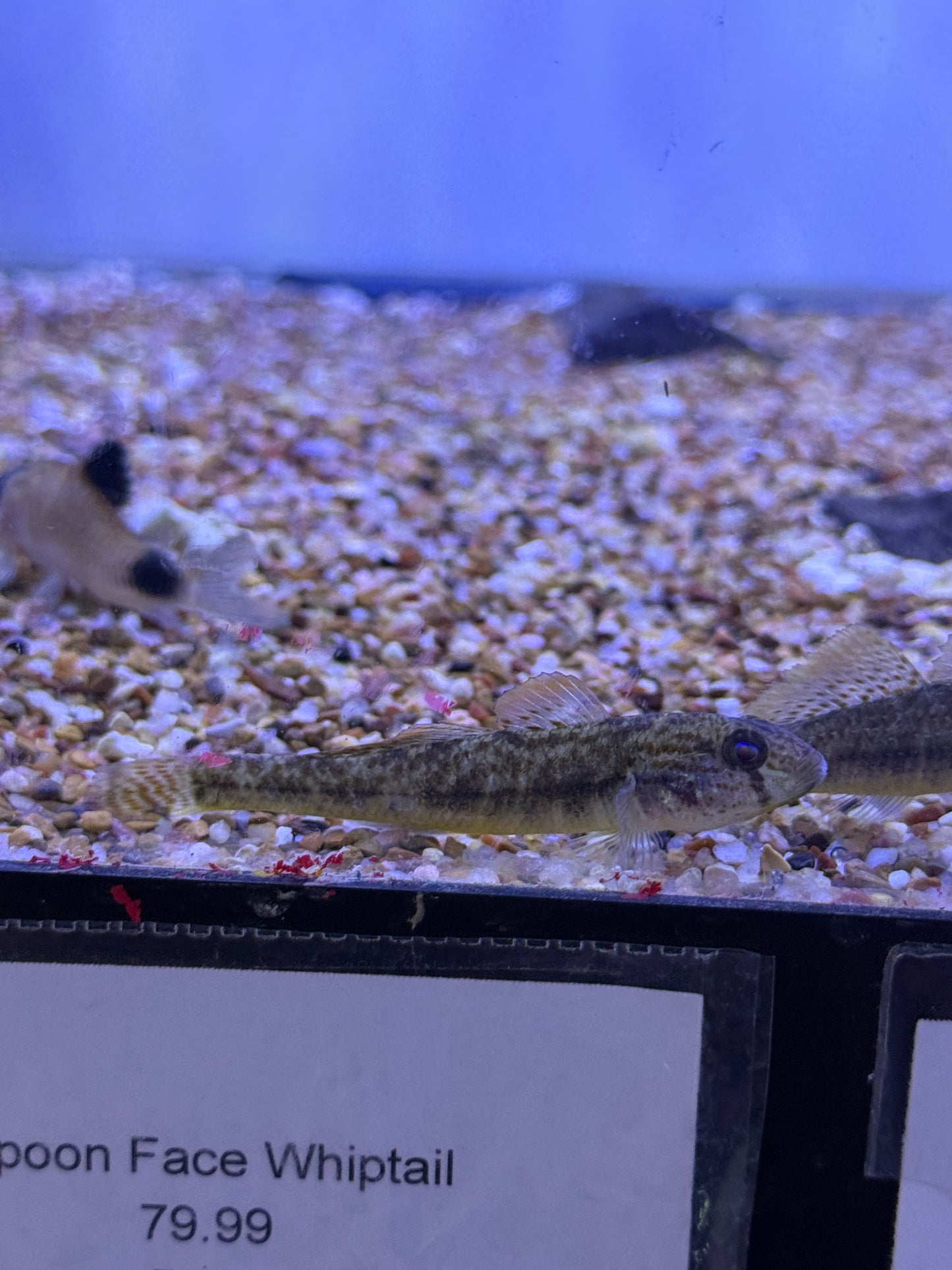 ORANGE GOBY (SINELEOTRIS SACCAHARAE)  Chinese Mandarin Goby