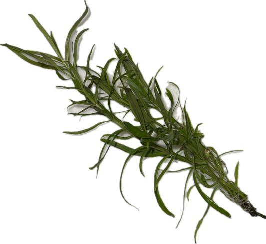 Pogostemon Stellatus / Pogo Narrowleaf Plant
