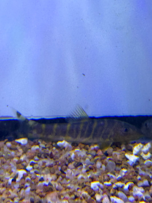 Queen Loach, Botia dario Bengal Loach