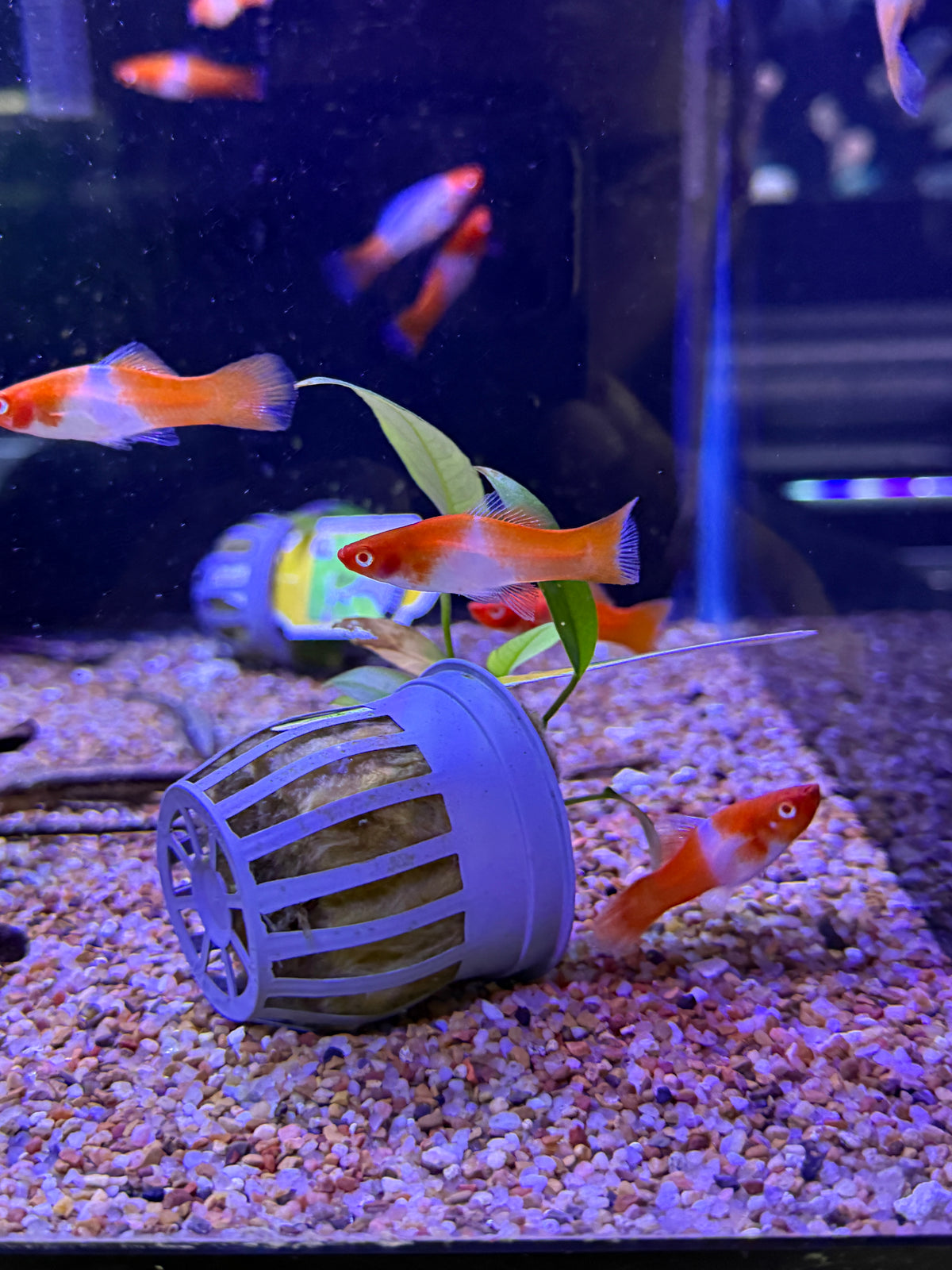 Albino Kohaku Sword Tails