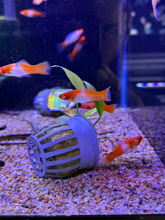 Albino Kohaku Sword Tails