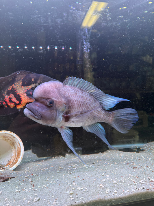 2 Sizes avail  Cyphotilapia Frontosa Black Widow