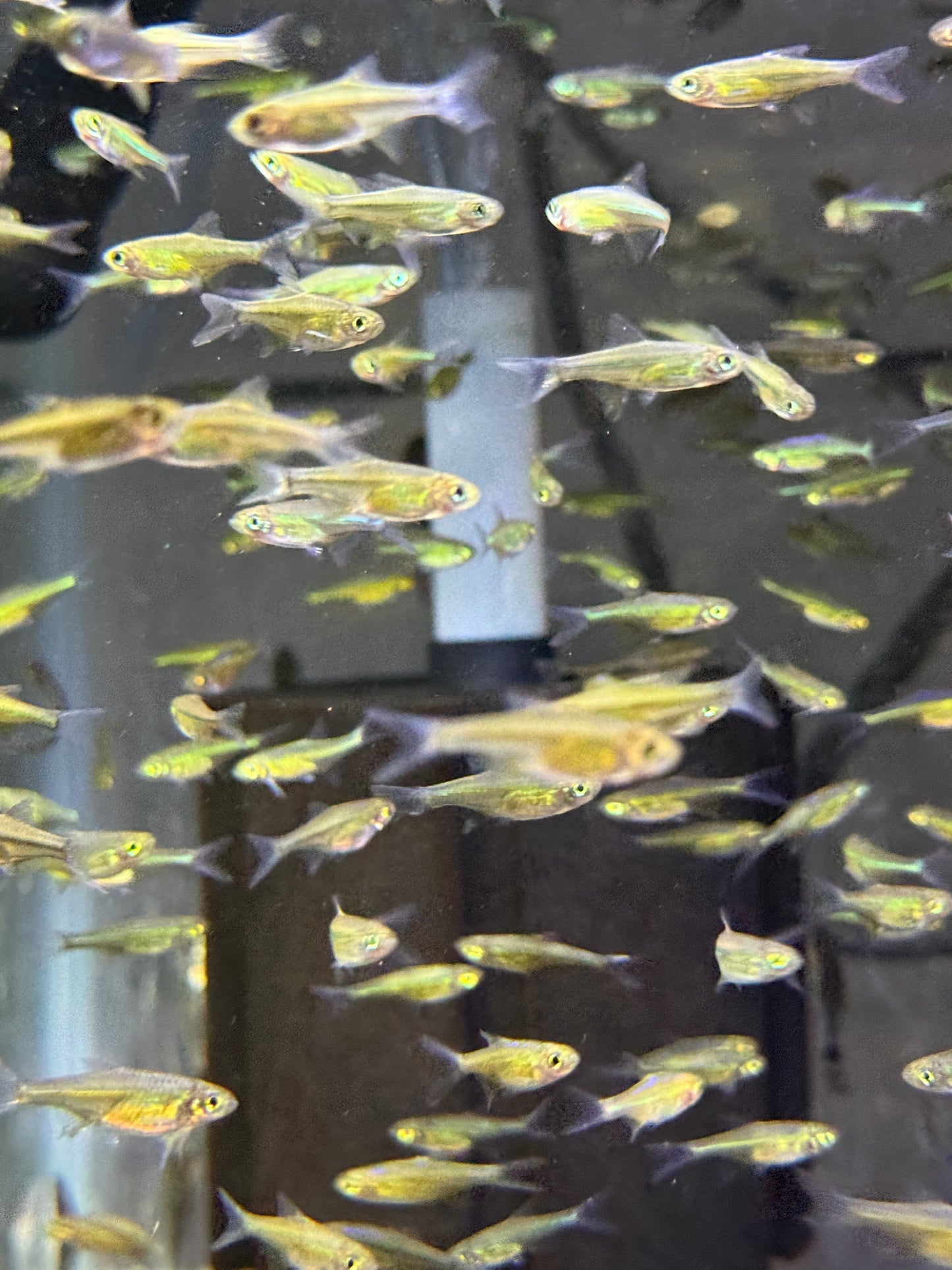 Microdevario kubotai Kubotai Rasbora