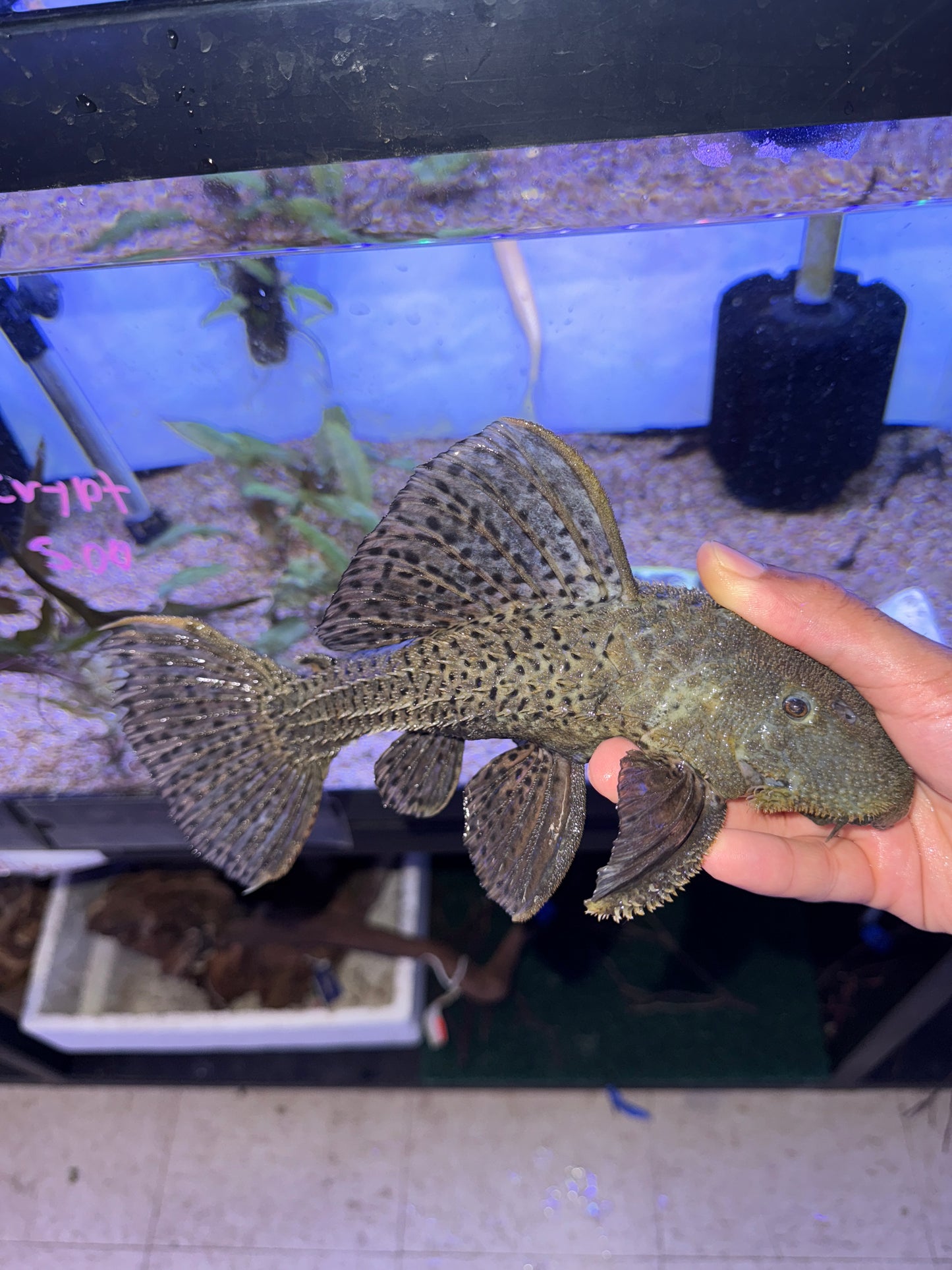 L160 /L096 Spiny Monster Pleco (Pseudacanthicus spinosus)