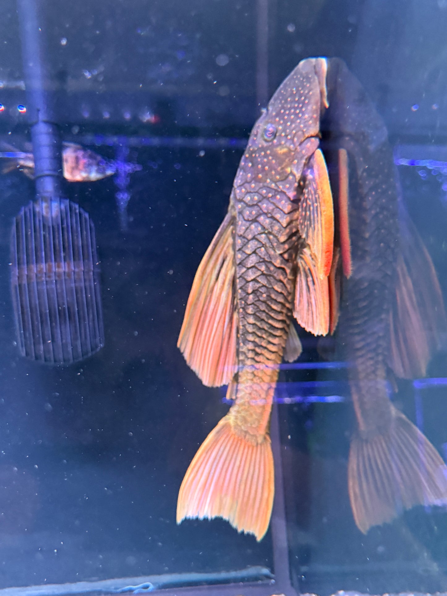 #2 Luteus Pleco Phase 2 (Hypostomus Luteus)
