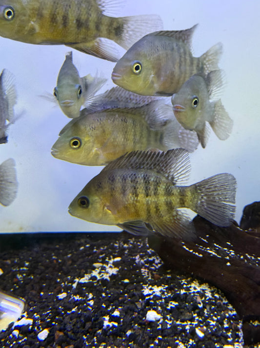 Rare !! Cichlasoma bocourti
