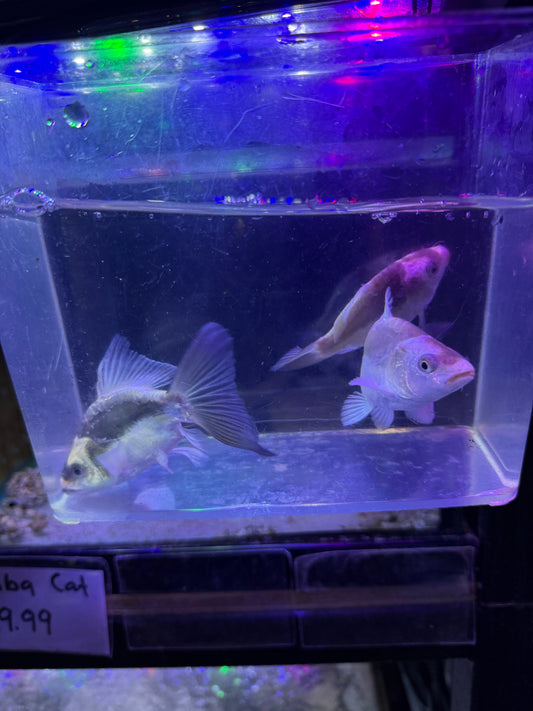 PANDA SHORT BODY  Koi (CYPRINUS RUBROFUSCUS)