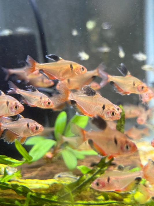 Longfin Serpae Tetra