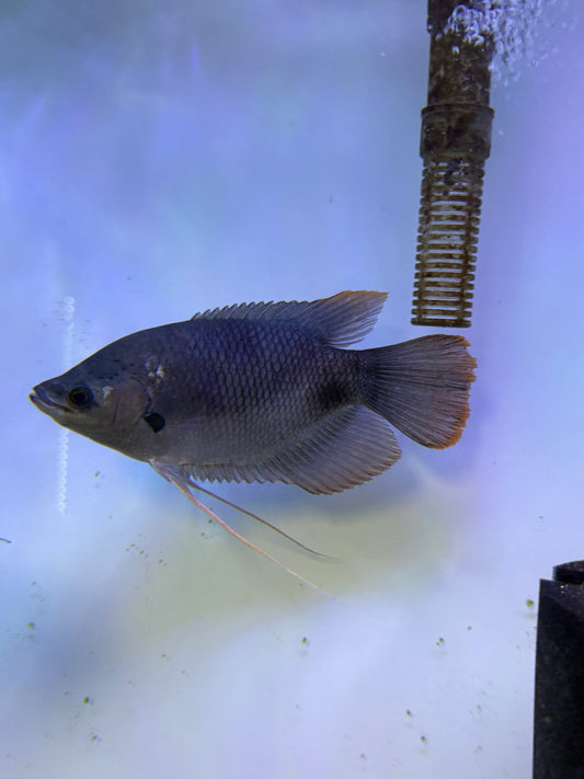 Red tail giant Gourami