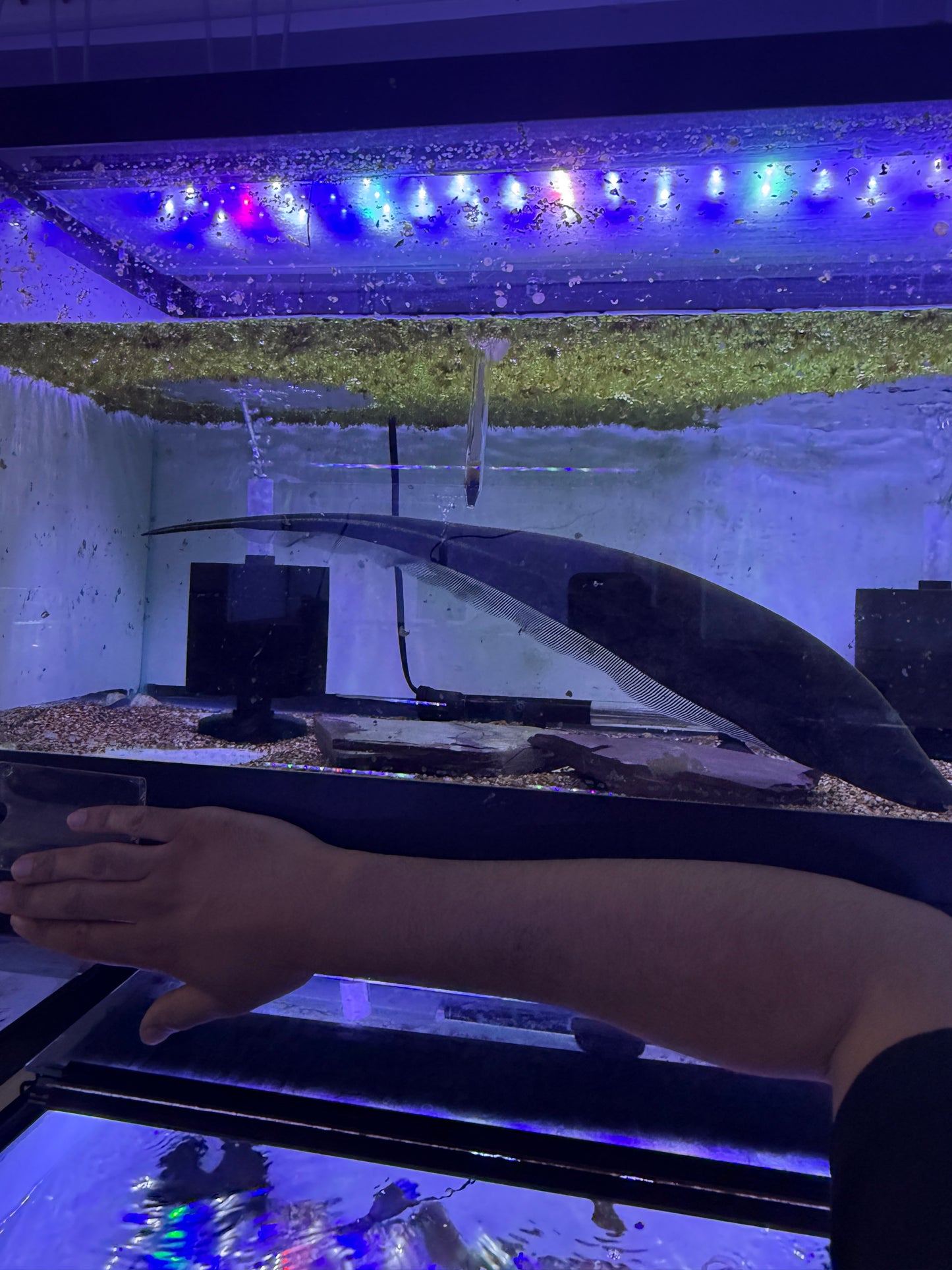 Super Rare Gold line Knifefish (Sternopygus macrurus)