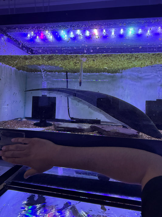 Super Rare Gold line Knifefish (Sternopygus macrurus)