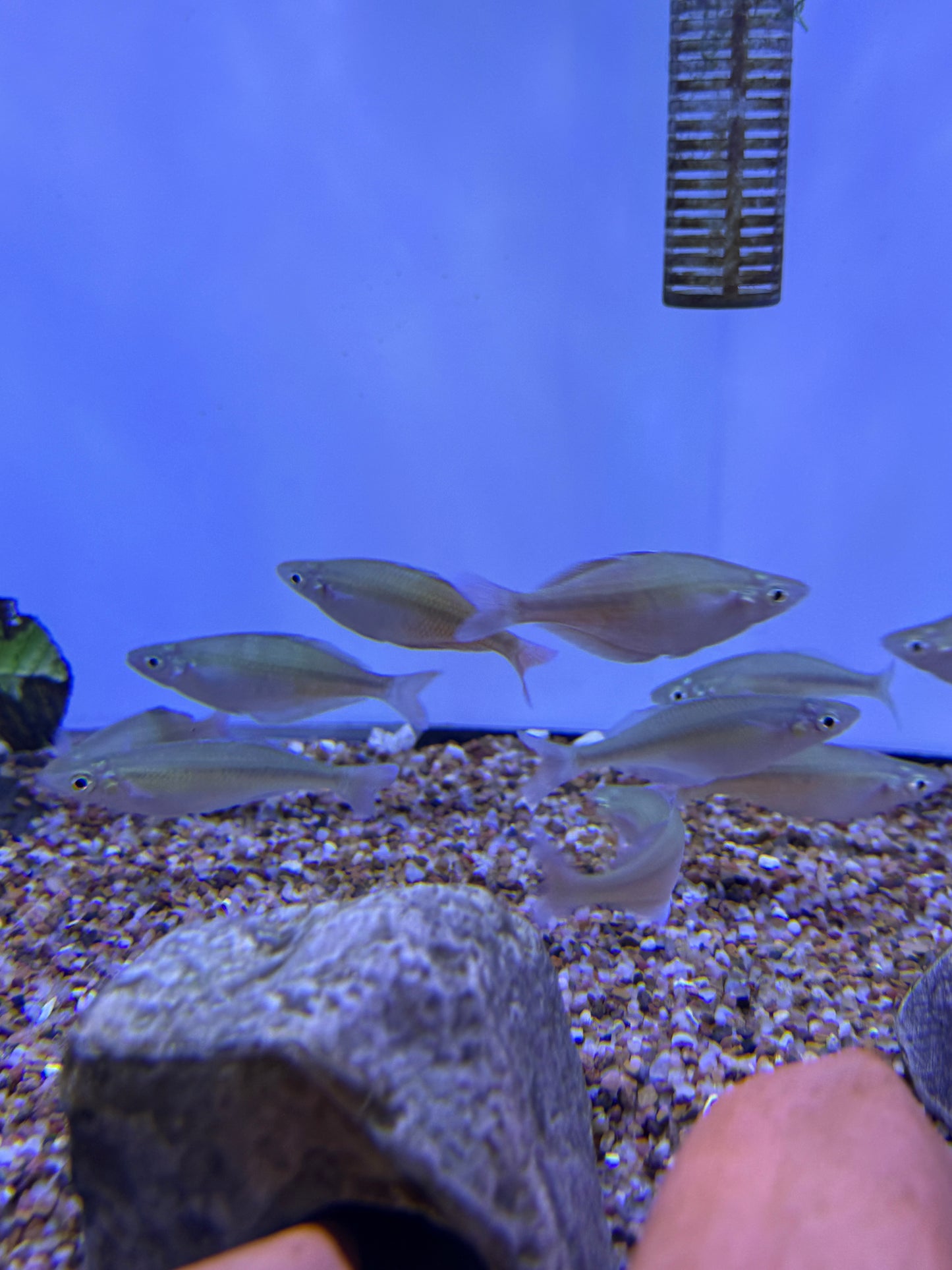 Bleher's rainbowfish (Chilatherina bleheri)
