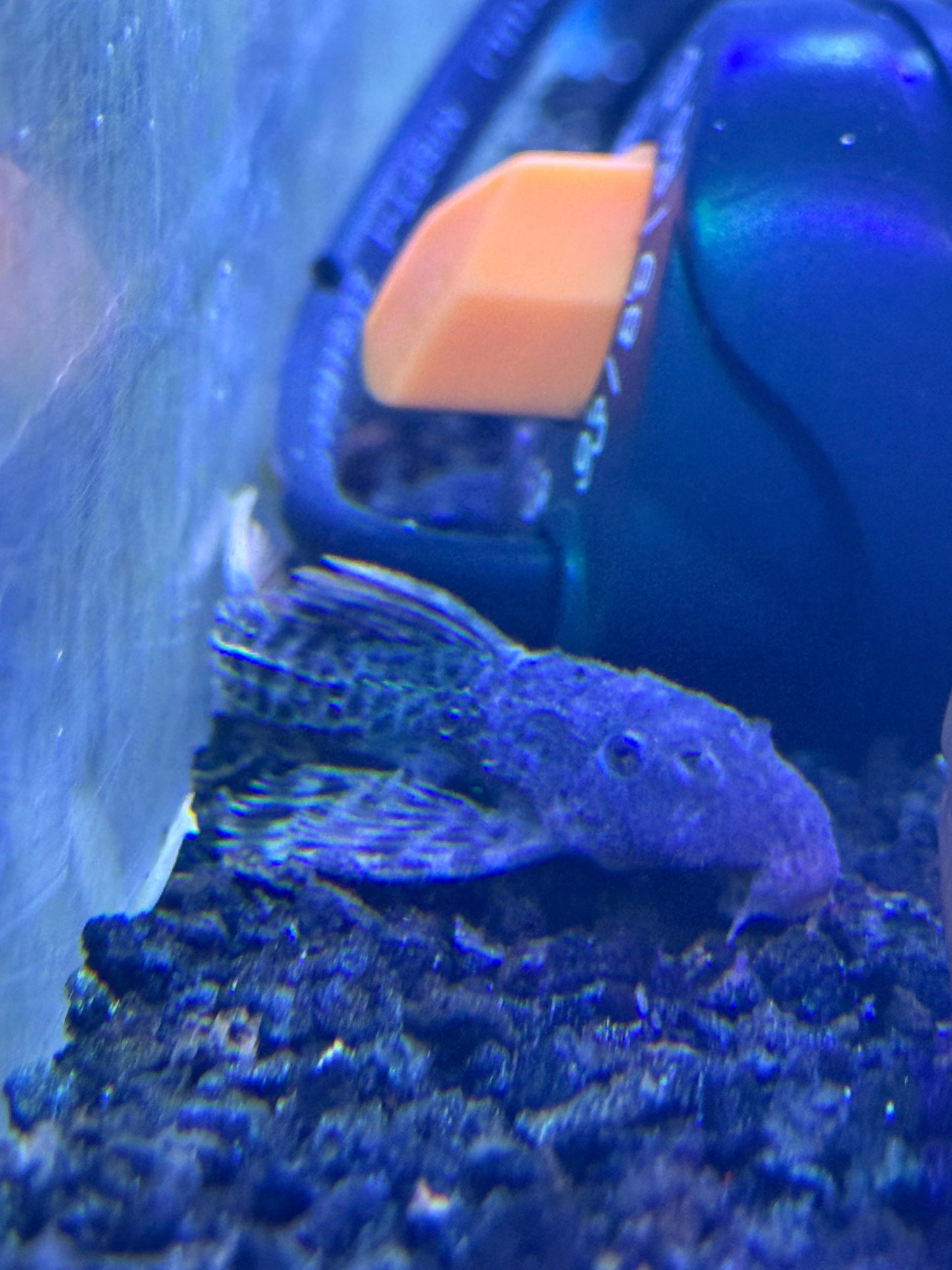 Baby L600 Leopard Cactus (Pseudacanthicus Leopardus)