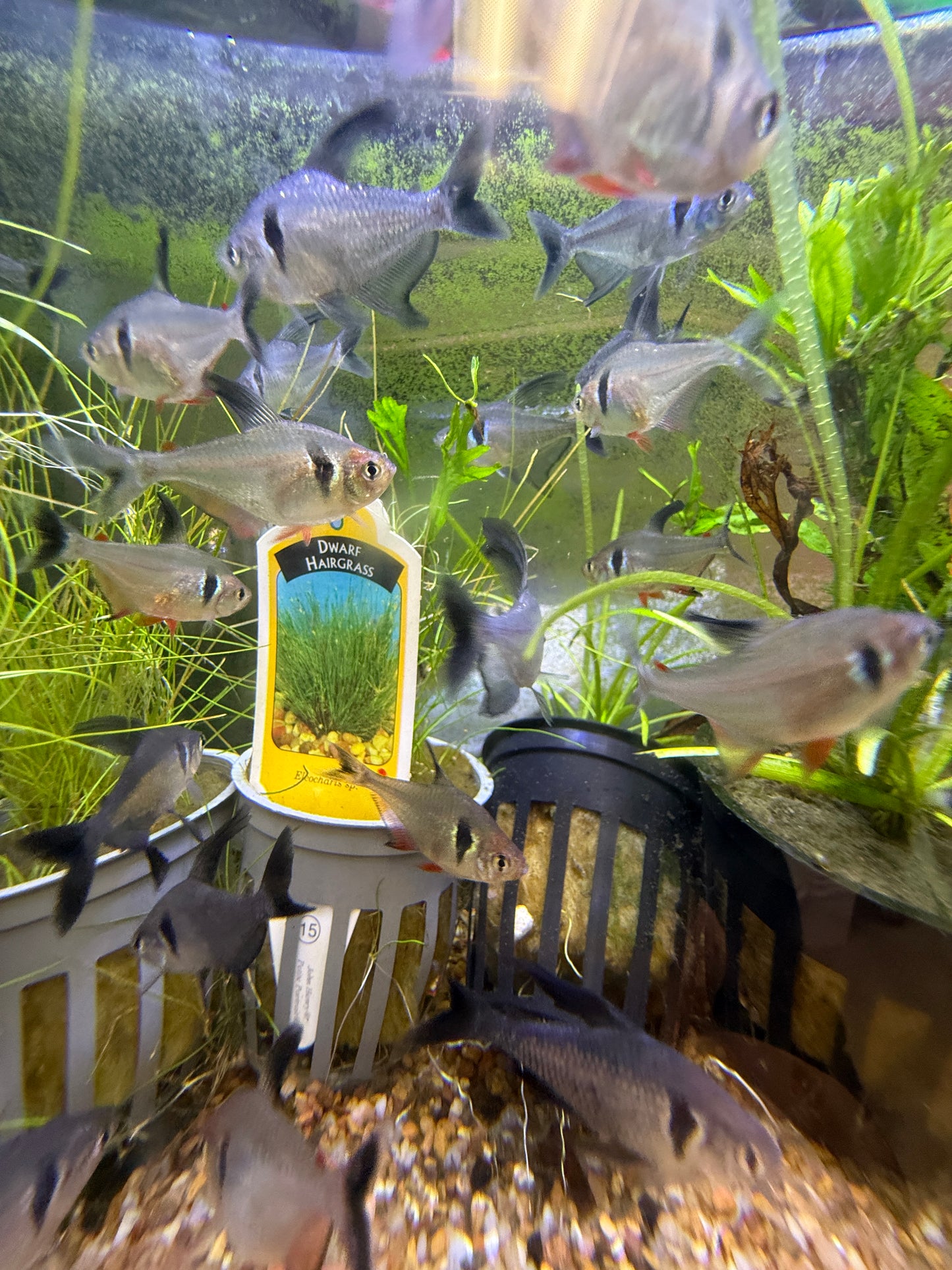 Black Phantom Tetra (Hyphessobrycon megalopterus)