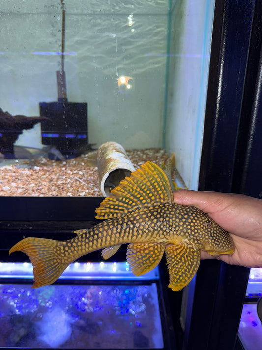 L014 Sunshine Pleco (Scobinancitrus Aureatus)