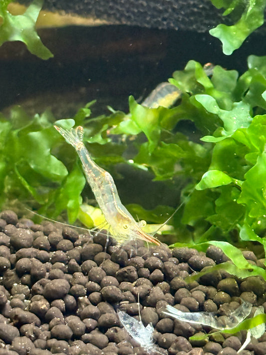 Pinocchio Shrimp Caridina gracilirostris