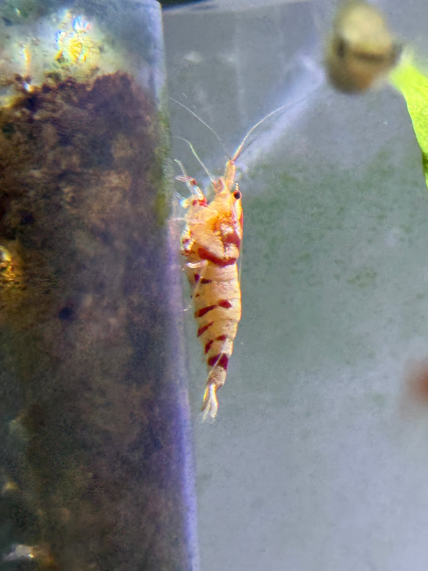 Red Pinto Caridina