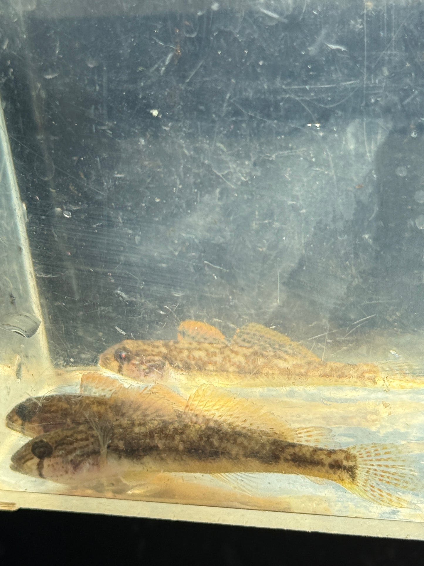 ORANGE GOBY (SINELEOTRIS SACCAHARAE)  Chinese Mandarin Goby