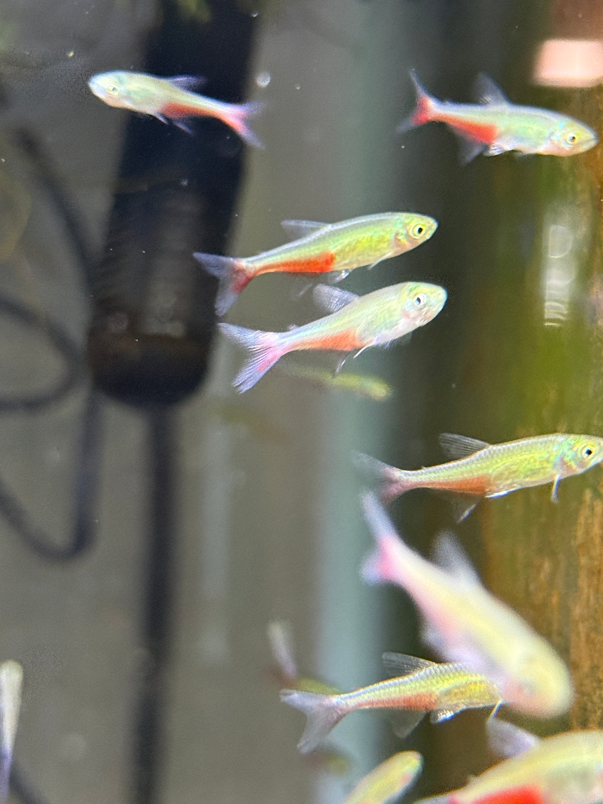 Green fire tetra  (Aphyocharax rathbuni)