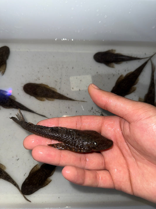 Dekeyseria amazonica  Amazon Flat Head Pleco