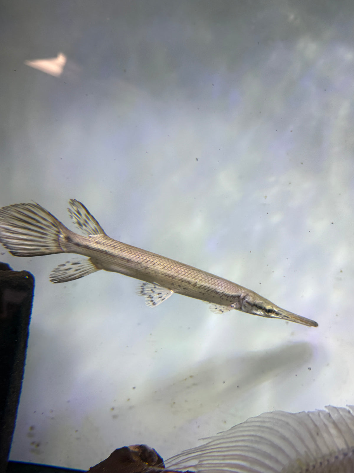 Tropical gar (Atractosteus tropicus)