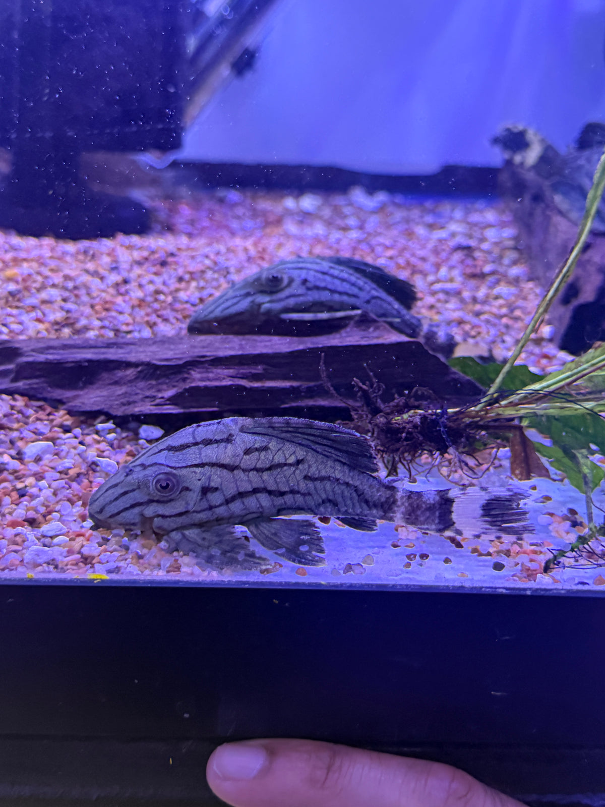 L191 BROKEN LINE ROYAL PLECO (PANAQUE NIGROLINEATUS)