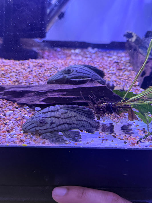 L191 BROKEN LINE ROYAL PLECO (PANAQUE NIGROLINEATUS)