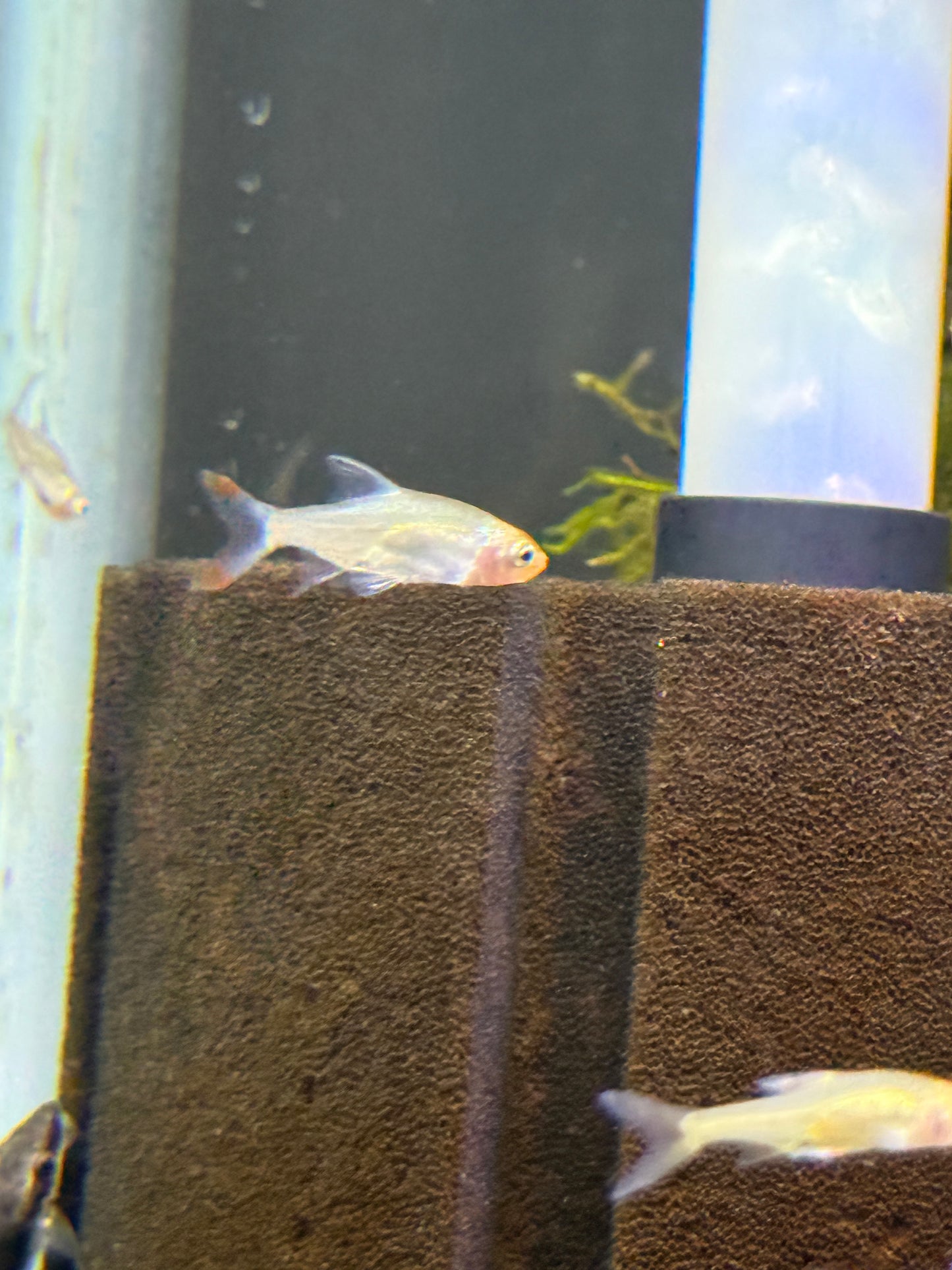 Rasbora Rummynose
