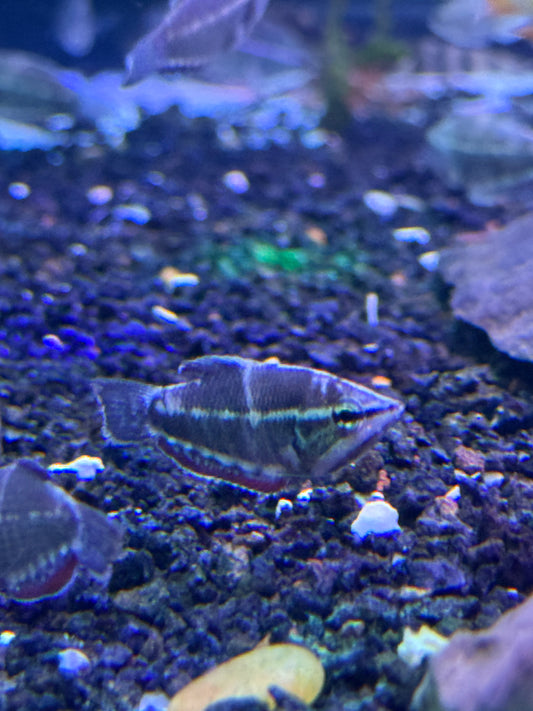Vaillant's Chocolate Gourami (Sphaerichthys vaillanti)