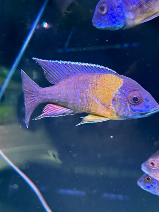 Bicolor 500 peacock cichlid (Aulonocara stuartgranti 'Maulana'