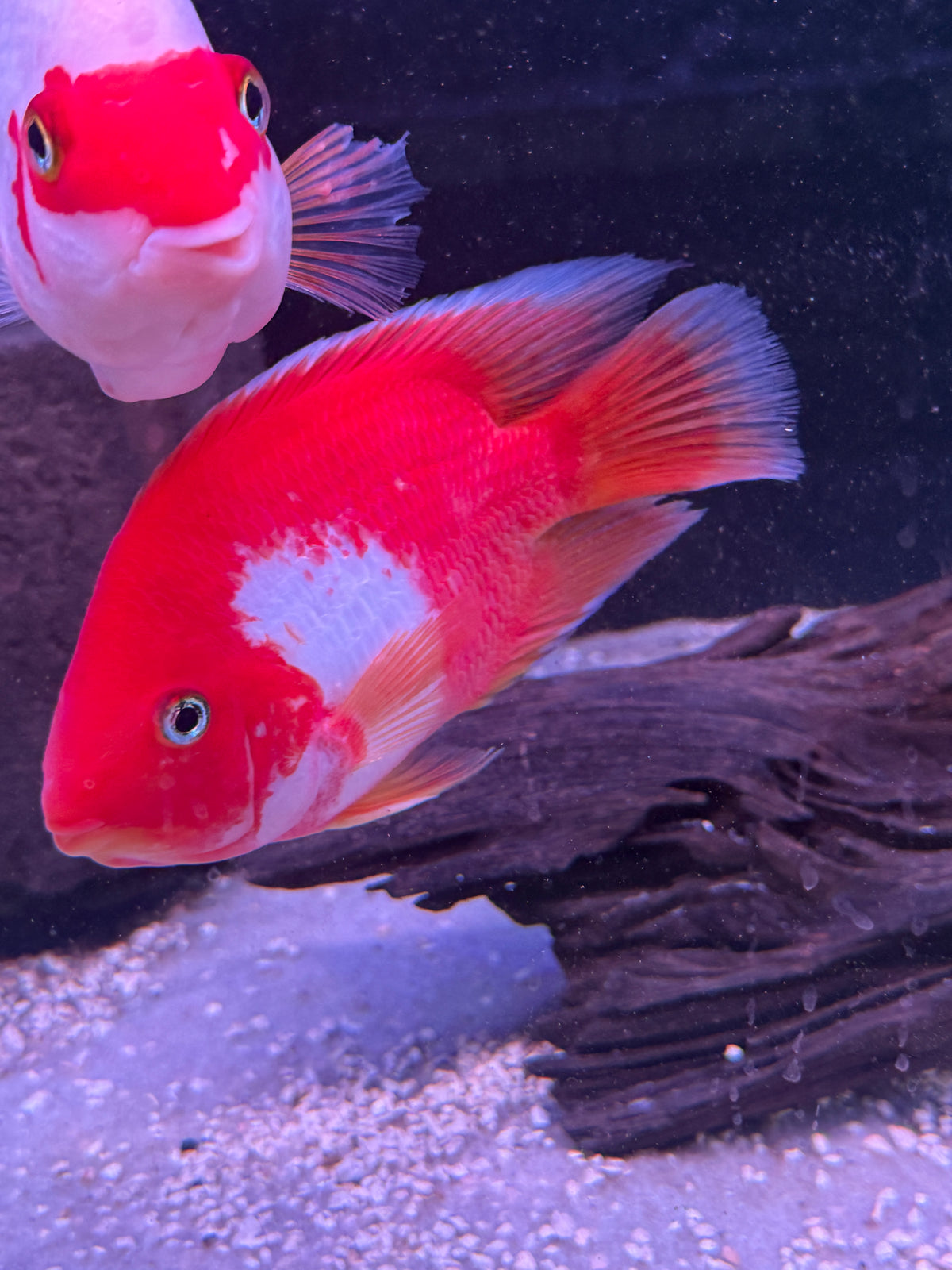Kohaku Parrot Ingot