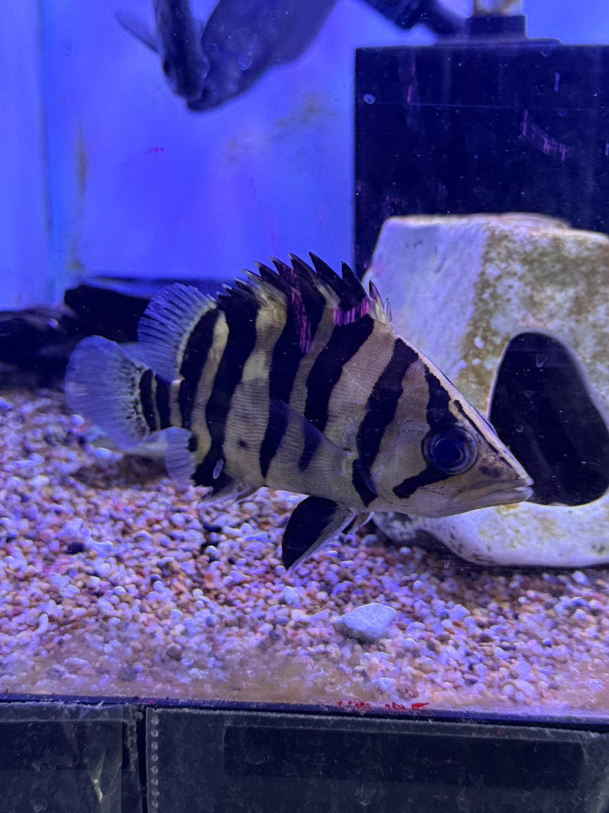 4 Bar  Sumatra Datnoid  (Datnioides microlepis)